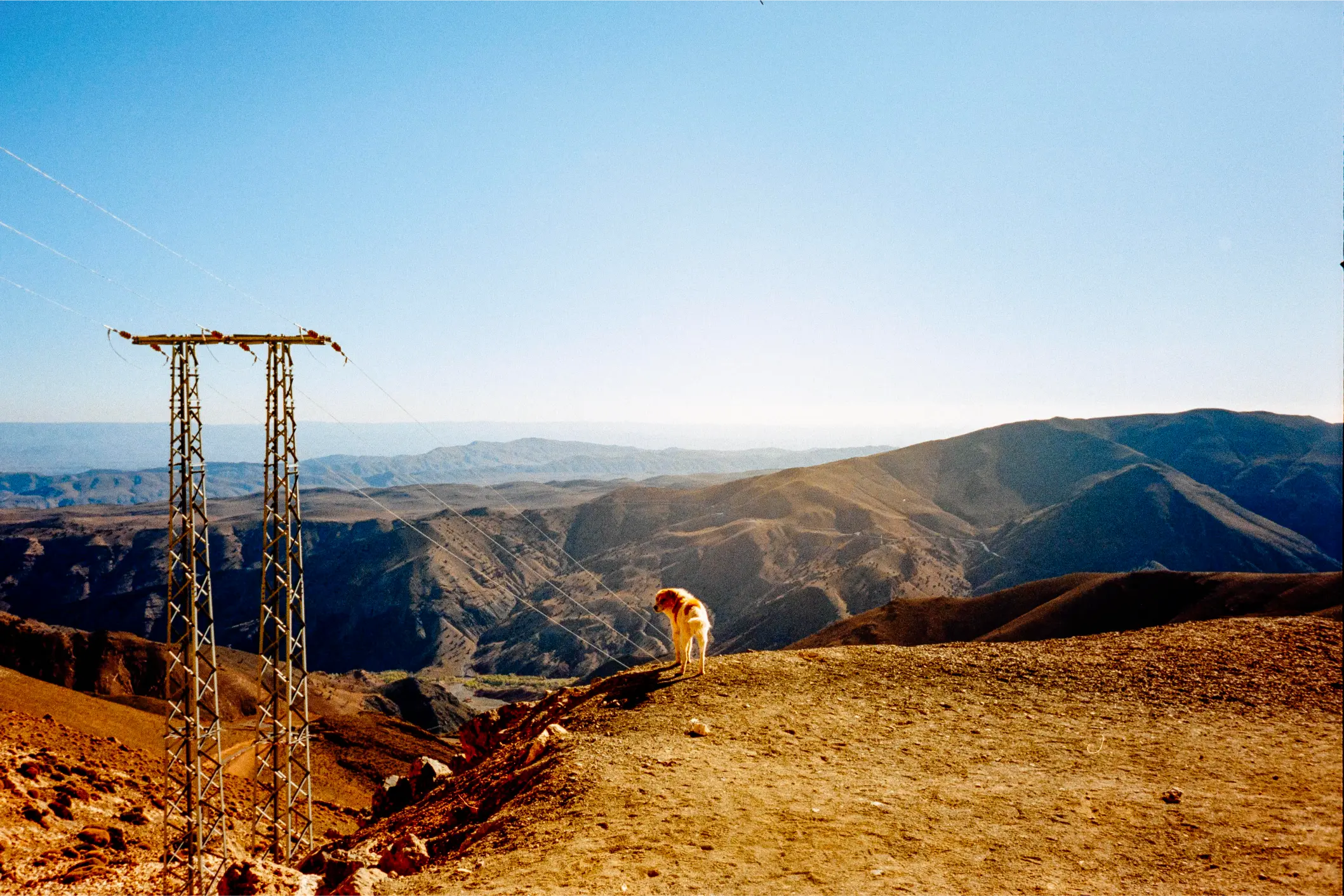 A dog that followed us for 15 kilometres through the mountains