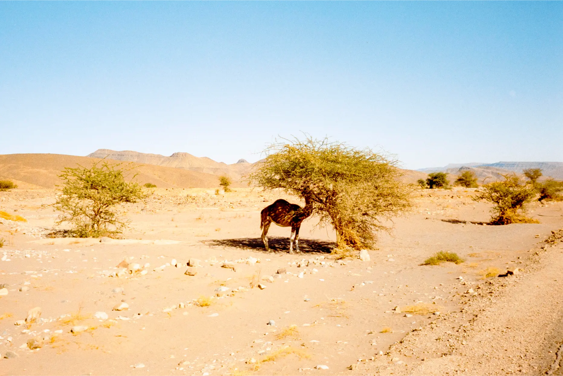 Baby camel eating from a roadside tree in the Anti-Atlas